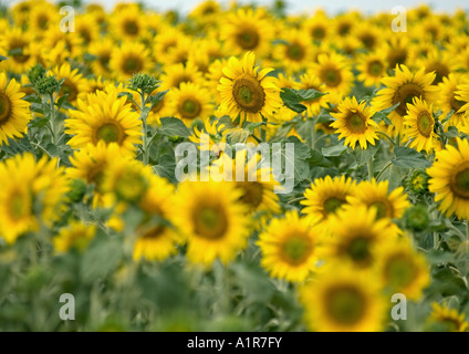 Girasoli crescono in campo Foto Stock