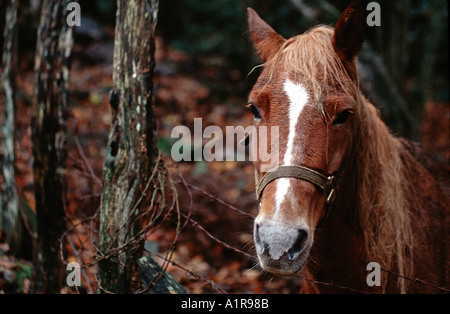 Cavallo sta guardando oltre il filo spinato detenute da rustici di legno post cadono le foglie in background Western Carolina del Nord Foto Stock