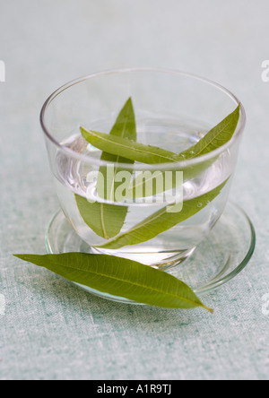 La verbena foglie in tazza di acqua Foto Stock