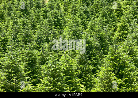 Frazier Fir Alberi di Natale Pumpkintown Carolina del Nord STATI UNITI D'AMERICA Foto Stock