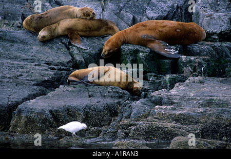 Le guarnizioni nel pensiero di Bay Harberton Ranch Tierra del Fuego Patagonia Argentina Foto Stock