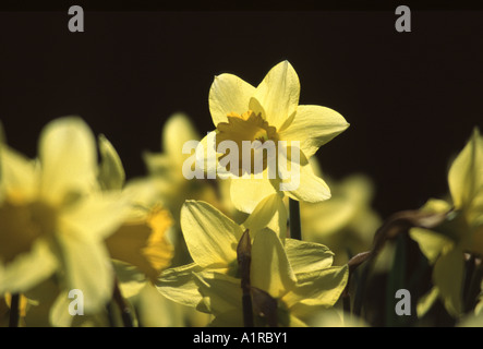 Vista ravvicinata di una retro-illuminato daffodil standing orgogliosa dei suoi vicini Foto Stock
