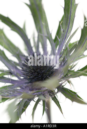 Thistle Foto Stock