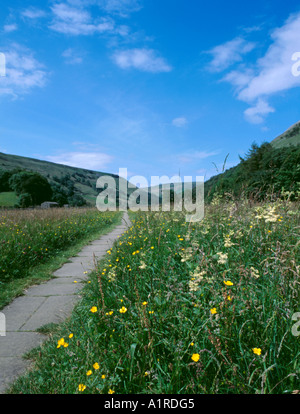 Fiore selvatico prato tra i villaggi di Keld e Muker, Swaledale superiore, North Yorkshire, Inghilterra, Regno Unito. Foto Stock