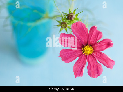 Cosmo in vaso Foto Stock