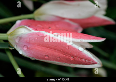 Tulipa Lady Jane rosa e bianco Flauto come tulipani sdraiato dopo una pioggia di Atlanta Giardini Botanici di Atlanta in Georgia negli Stati Uniti Foto Stock