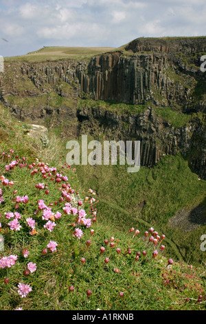 Rosa in erba: rosa fiori che crescono sul ciglio della scogliera con il vasto panorama della causeway scogliere e le canne d'organo Foto Stock