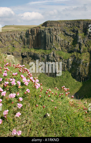 Colori rosa e organo: rosa fiori che crescono sul ciglio della scogliera con il vasto panorama delle scogliere di causeway compreso l'organo a canne Foto Stock