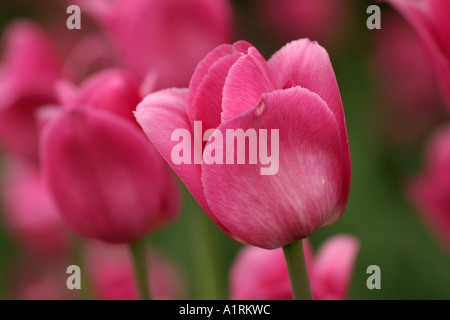 Un frilly pink tulip in un campo di simili fiori colorati Dows Lago Ontario Ottawa in Canada Foto Stock