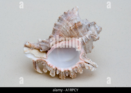 Primo piano della parte inferiore di marine Murex seashell Foto Stock