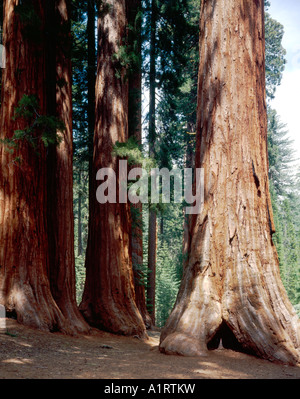Sul bordo meridionale del Parco Nazionale di Yosemite in La Mariposa Grove di giganteschi alberi di sequoia Foto Stock