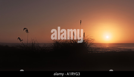 Stagliano reeds contro una golden sunrise a ottanta miglia di spiaggia Situato tra Port Hedland e Ginestra Australia Occidentale Foto Stock