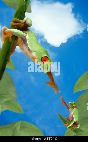 Red eyed tree rane Foto Stock