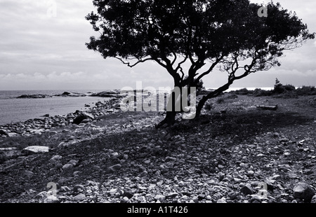 Un unico albero di ontano nero spazzato dal vento sulla spiaggia rocciosa morenica sull'isola di Jomfruland, contea di Telemark, Norvegia meridionale. Foto Stock
