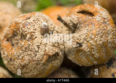 Mele di decomposizione Foto Stock