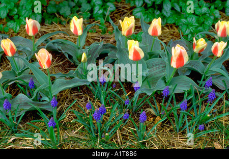 Due righe di giallo e rosso tulipani variegato. Edina Minnesota MN USA Foto Stock