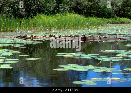 Le tartarughe marine su un log al lago Gabbiano riempito con ninfee e cattails. Danbury Wisconsin WI STATI UNITI D'AMERICA Foto Stock