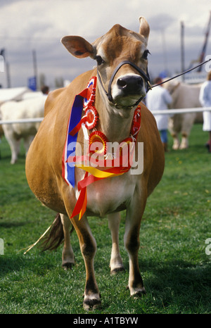 Premio mucca, County Show 1990. Newark, Nottinghamshire, Inghilterra, indossando rosette per mostrare il suo meglio nella razza. HOMER SYKES anni '90 Foto Stock