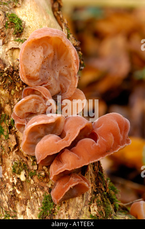 Jelly orecchio funghi che crescono su sambuco Foto Stock