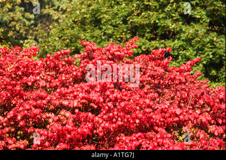 Estate Indiana - foglie colorate in autunno Foto Stock