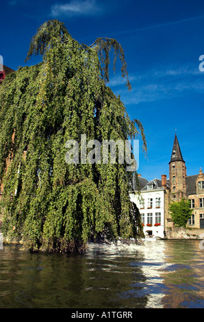 Un enorme salice piangente da un canale nella bellissima città medievale di Bruges Foto Stock