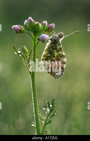 Arancio maschio-punta Butterfly (Anthocharis cardamines) sono ' appollaiati all alba di fiori di Ladies Smock, il cibo larvale impianto. Foto Stock