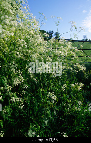 Mucca prezzemolo (Anthriscus sylvestris) fioritura in maggio a fianco di una siepe stradale. Powys, Wales, Regno Unito. Foto Stock