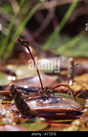 Rossi di grandi dimensioni (Damselflies Pyrrhosoma nymphula) una coppia in tandem, la femmina al di sotto è la deposizione delle uova su lenticchia d'acqua in una piscina paludosa. Foto Stock