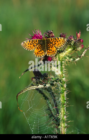 Femmina piccola perla-delimitata Fritillary Butterfly (Boloria selene) riscaldare al sole all'alba. Powys, Wales, Regno Unito. Foto Stock