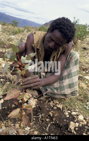 Uomo a piantare alberi in Etiopia Foto Stock