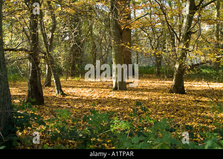 Passeggiate Thornham Thornham Suffolk Foto Stock