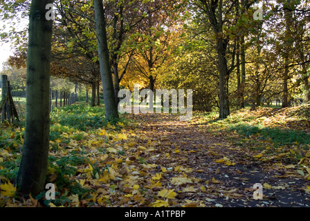 Thornham passeggiate, Thornham Suffolk Foto Stock