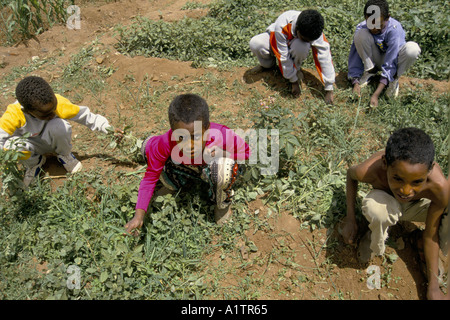 ERITREA.orfani. Ci sono circa 2 500 orfani di guerra nelle case di molti di più sono accuditi dai loro famiglie estese 1993 Foto Stock