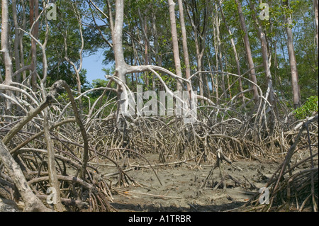 Una foresta di mangrovie con la bassa marea appena dentro la foce del Rio delle Amazzoni a Araruna Isola Marajo Para membro Brasile Foto Stock