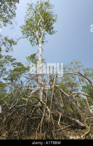 Un albero di mangrovie a bassa marea appena dentro la foce del Rio delle Amazzoni a Araruna Isola Marajo Para membro Brasile Foto Stock