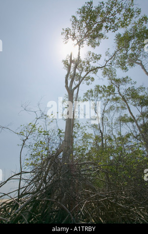 Un albero di mangrovie a bassa marea appena dentro la foce del Rio delle Amazzoni a Araruna Isola Marajo Para membro Brasile Foto Stock