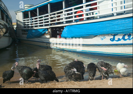 I tacchini rovistando sulla riva del Fiume Rio delle Amazzoni accanto a ormeggiati ferries Santarem Para membro Brasile Foto Stock