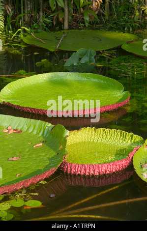 Victoria regis gigli Belem Para membro Brasile Foto Stock