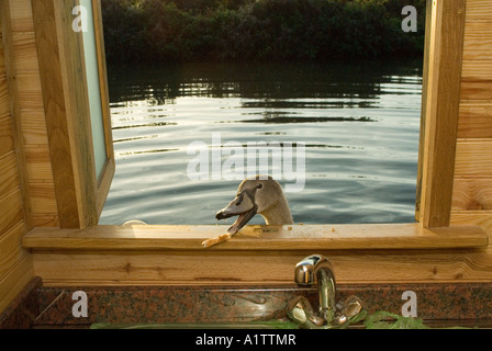 Giovani Cigno Cygnus olor Cygnet mendica cibo alla finestra della cucina come il giorno si rompe Narrowboat Lifestyle Oxford Canal Inghilterra 2006 Foto Stock