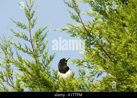 Guardando verso l'alto un Black & White Gazza (Pica pica) arroccato in cima di un verde abete, in una giornata di sole in Oxford, Regno Unito Foto Stock