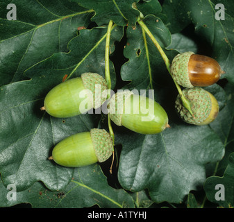 Albero di quercia Quercus robur ghiande e tazze di fata Foto Stock