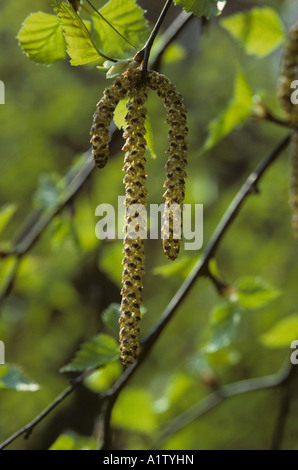 Argento Betulla Betula pendula maschio amenti di fiori Foto Stock