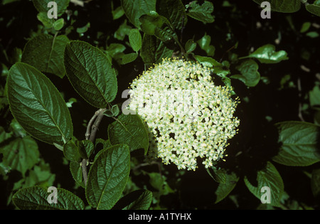 Wayfaring tree Viburnum lantana flower umbell Gloucestershire Foto Stock