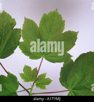 Sycamore Acer pseudoplatanus young leaves in spring Foto Stock