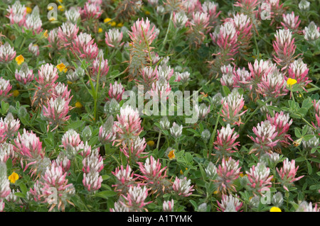 Il trifoglio ibrido (trifolium hybridum elegans) fioritura, raccolto di foraggio, Cipro del Nord, Europa Foto Stock