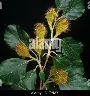 Frutti immaturi di alberi con foglie sul faggio Fagus sylvatica Foto Stock