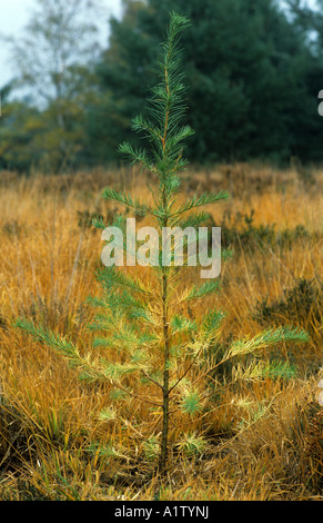 Larice giapponese Larix kaempferi giovane albero di piantagione Foto Stock