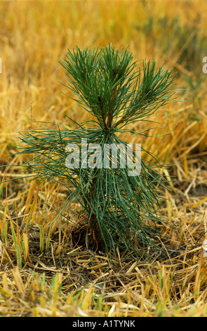 Lodgepole pine Pinus contorta v latifolia giovane albero Foto Stock