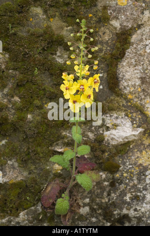 Mullein, Molène arcturus, crescendo nel vecchio muro della casa abandend, Celincik Village, Cipro del Nord Foto Stock