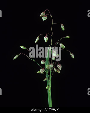 Vacilla erba Briza media panicle fiore Foto Stock